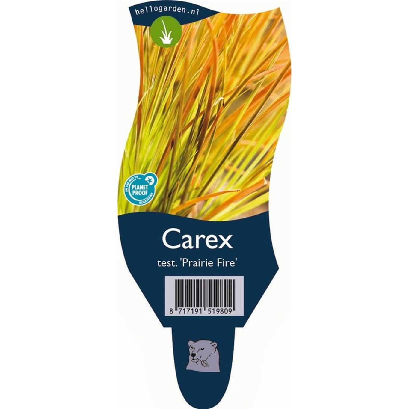 Starr – Carex testacea 'Prairie Fire' - P11