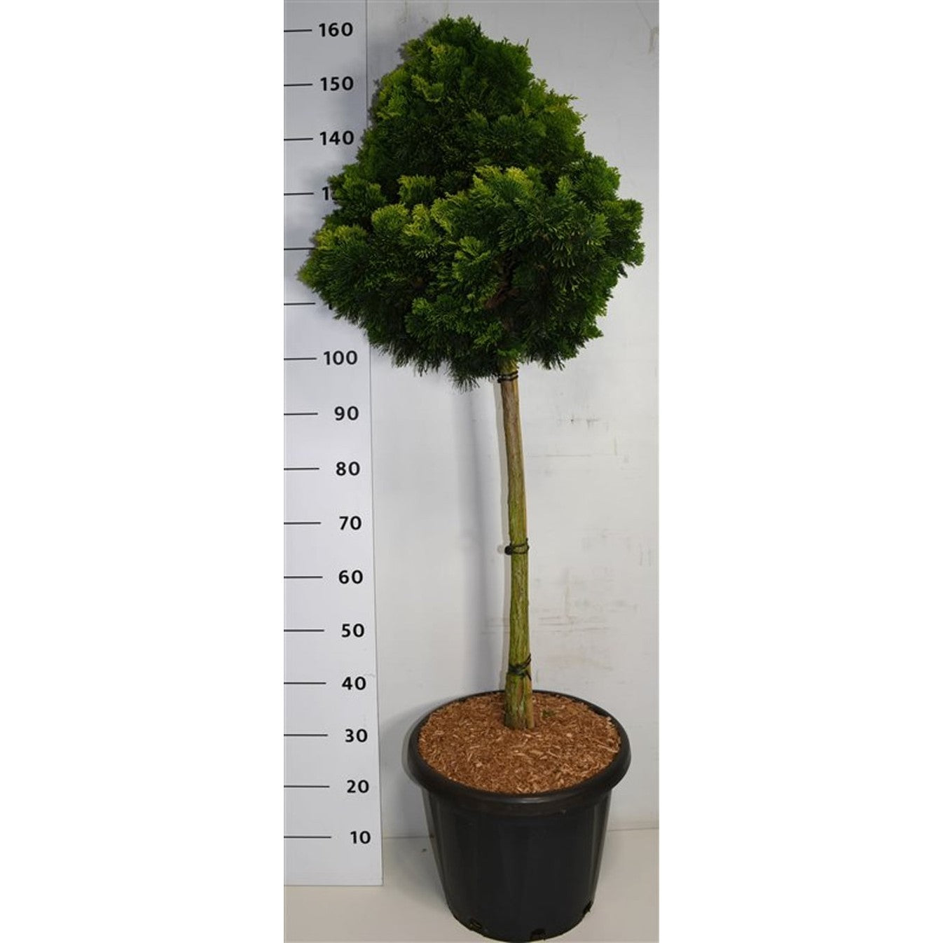 Ädelcypress – Chamaecyparis obtusa 'Aurora' - 75 CM Stem C25
