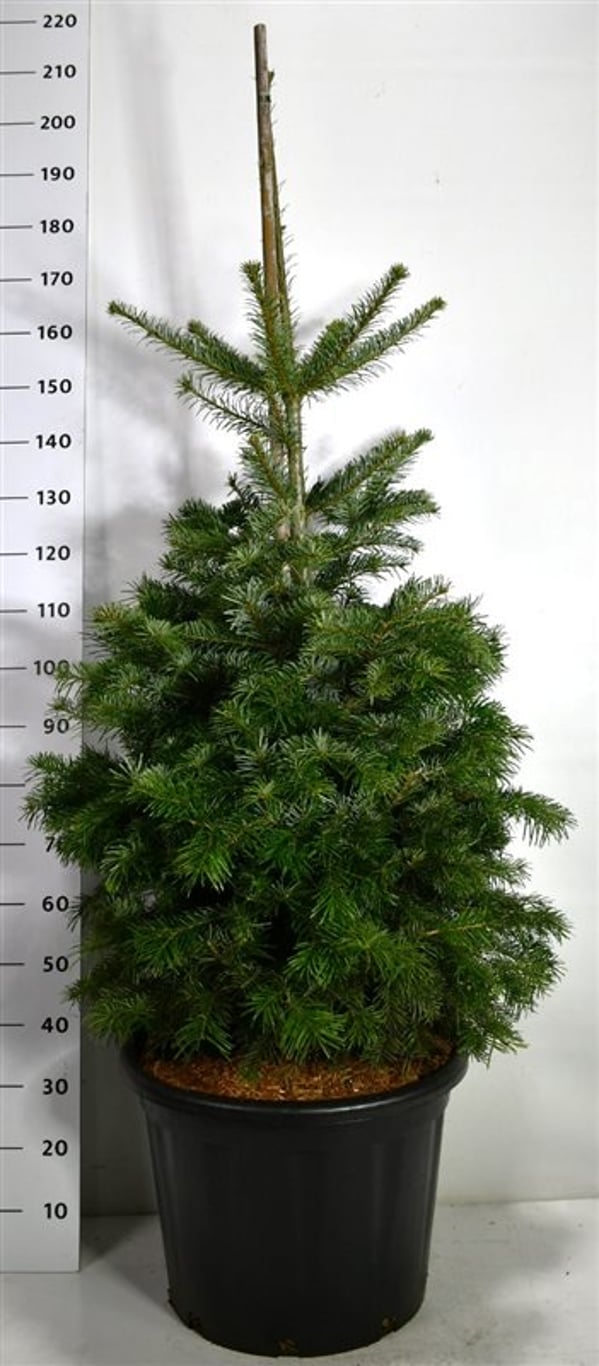 Nordmannsgran – Abies nordmanniana - C65 125-150 cm.