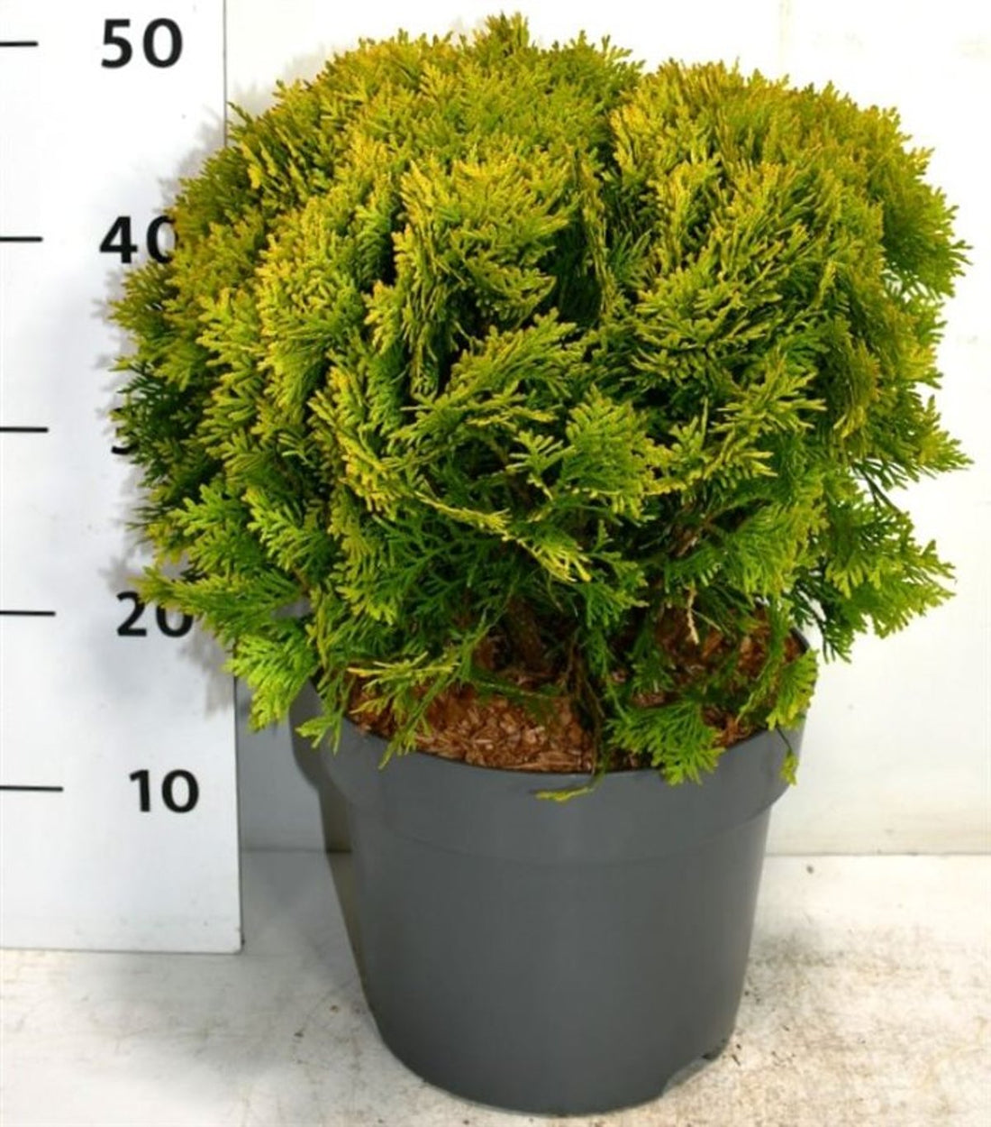 Thuja – Thuja occidentalis &