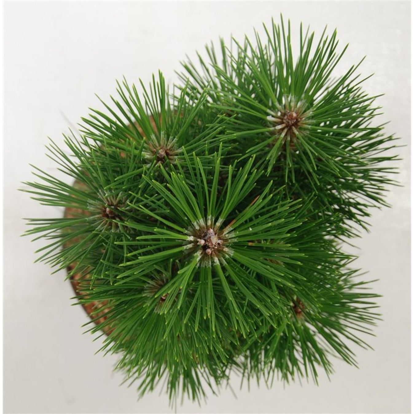 Svarttall – Pinus nigra 'Green Tower' - C5 30-40 cm.