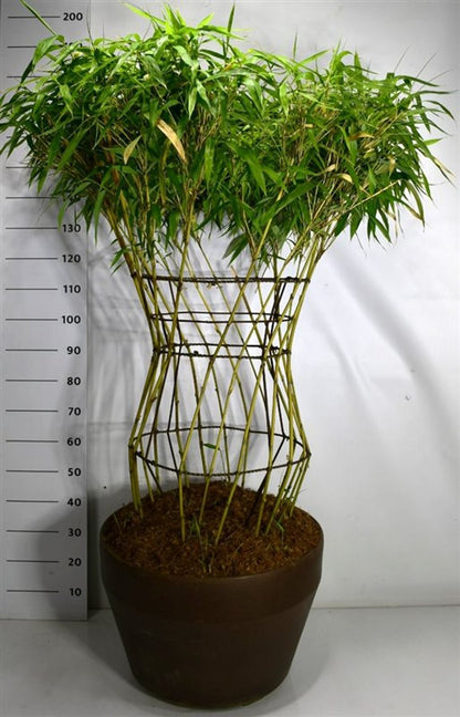 Bamburör – Bambusa metake - C100 125-150 cm. Sol