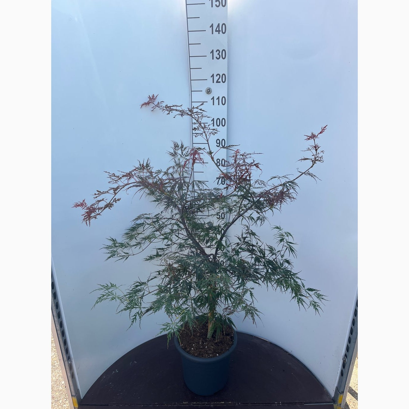 Japansk lönn – Acer pal. 'Firecracker' - C15 60-80 CM