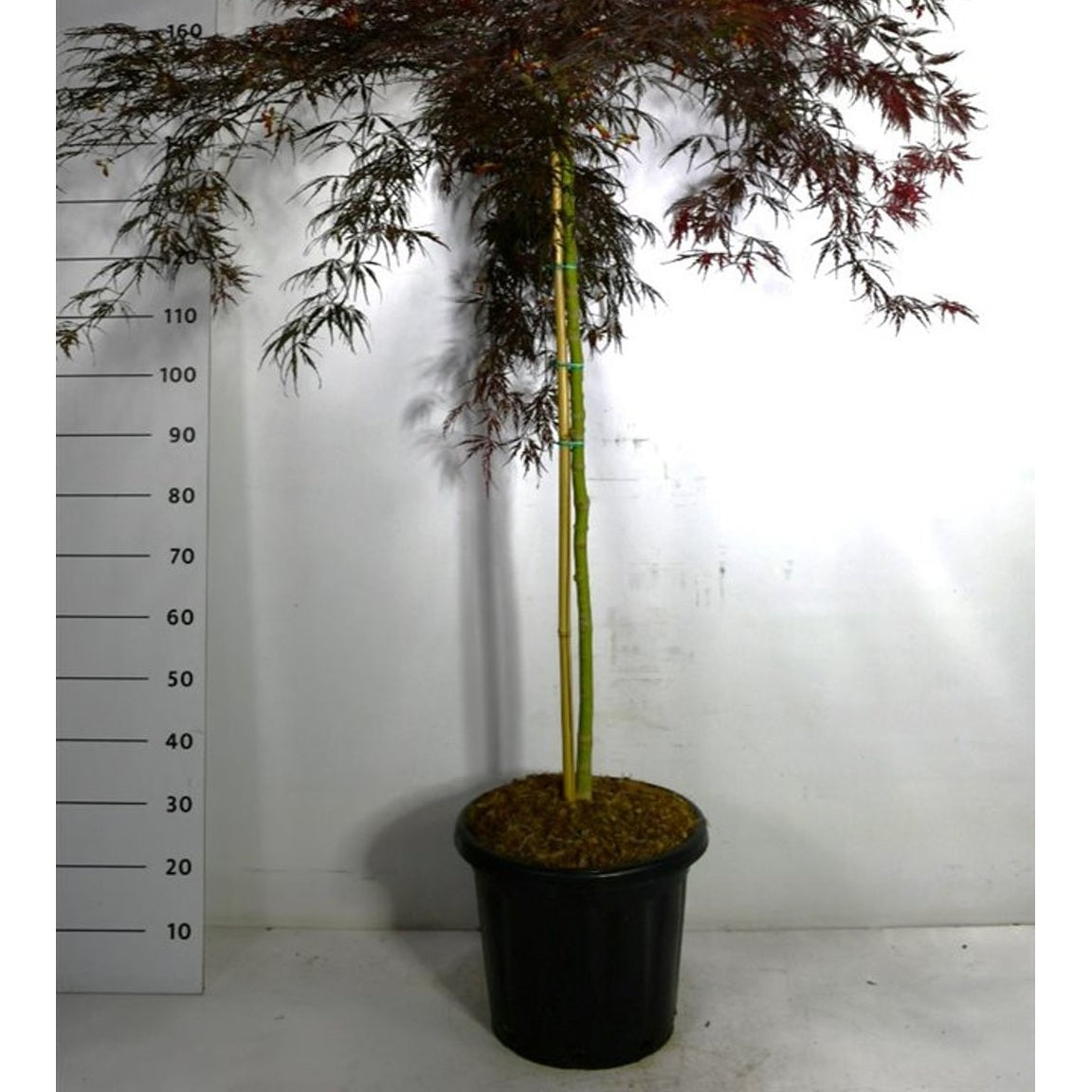 Japansk lönn – Acer pal. 'Inaba-shidare' - 100 CM Stem C25