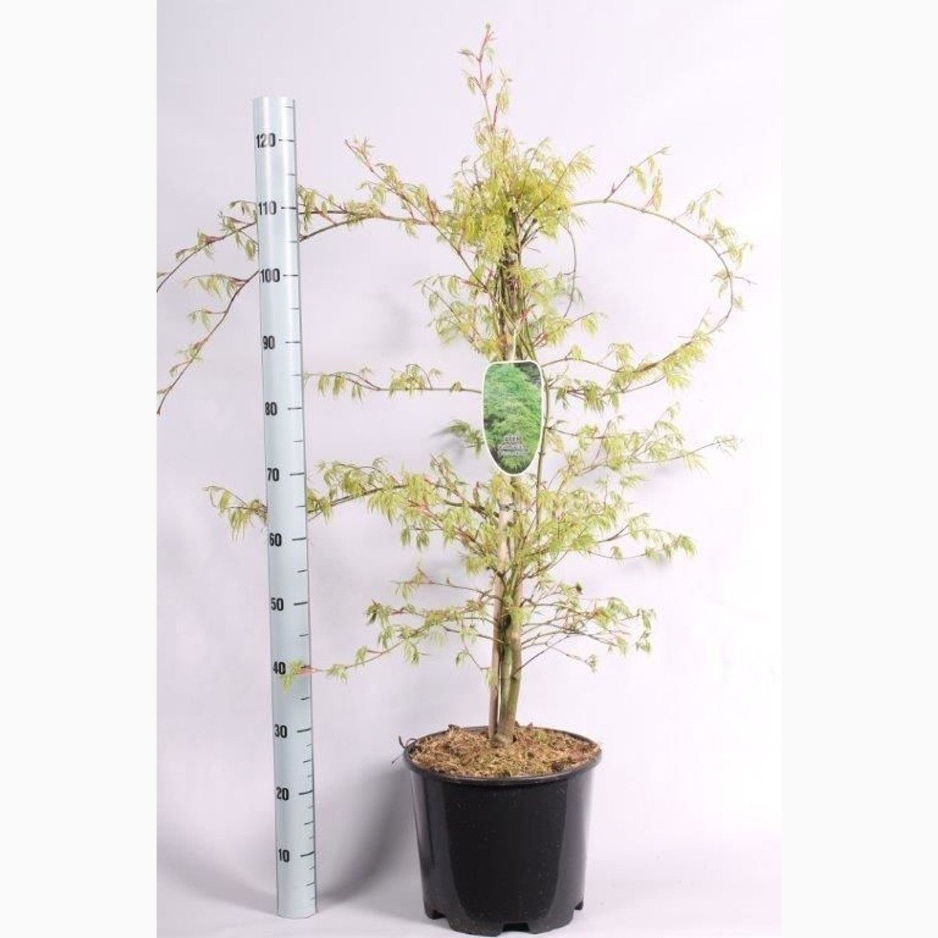 Japansk lönn – Acer pal. 'Dissectum' - C15
