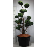 Kinesisk en – Juniperus chinensis 'Blue Alps' - C180 175-200 cm. Bonsai