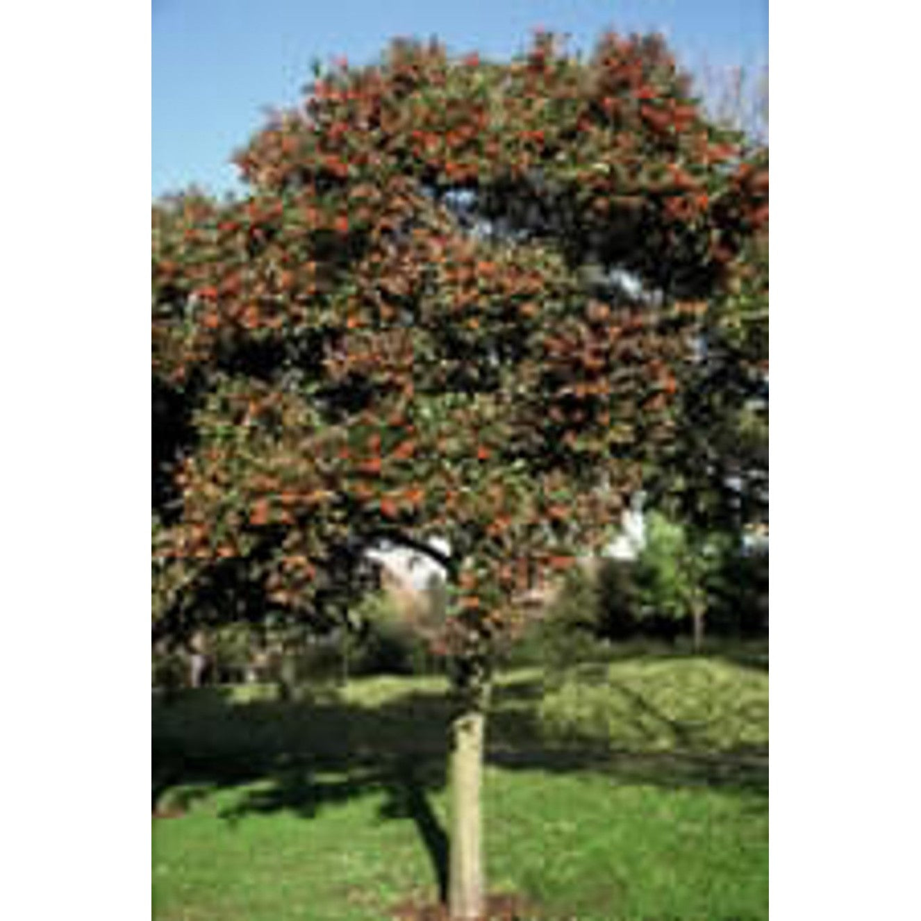 Lavallehagtorn – Crataegus lavalleei - 14/16 RB