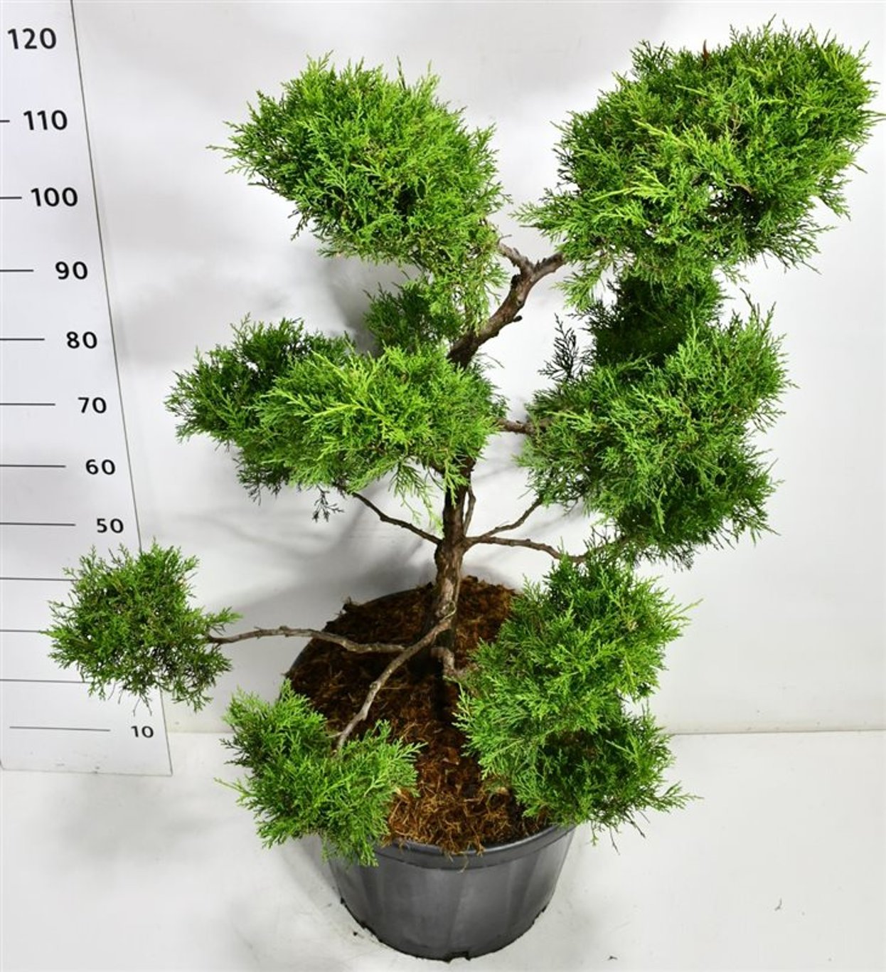 Pfitzer-en – Juniperus pfitzeriana &
