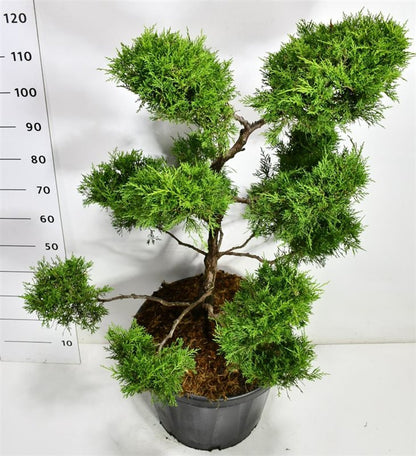 Pfitzer-en – Juniperus pfitzeriana &