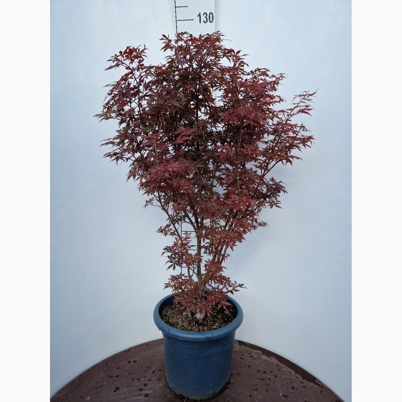 Japansk lönn – Acer pal. 'Skeeter's Broom' - C25 100-125 CM