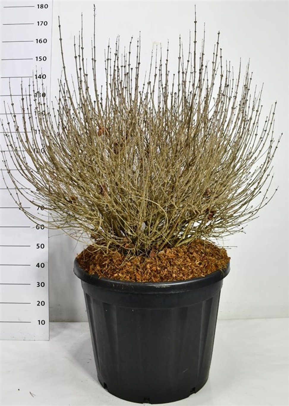 Dvärgsyren – Syringa meyeri &