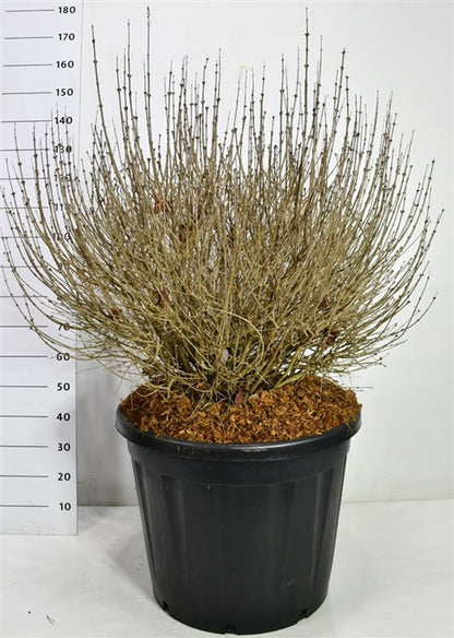 Dvärgsyren – Syringa meyeri &