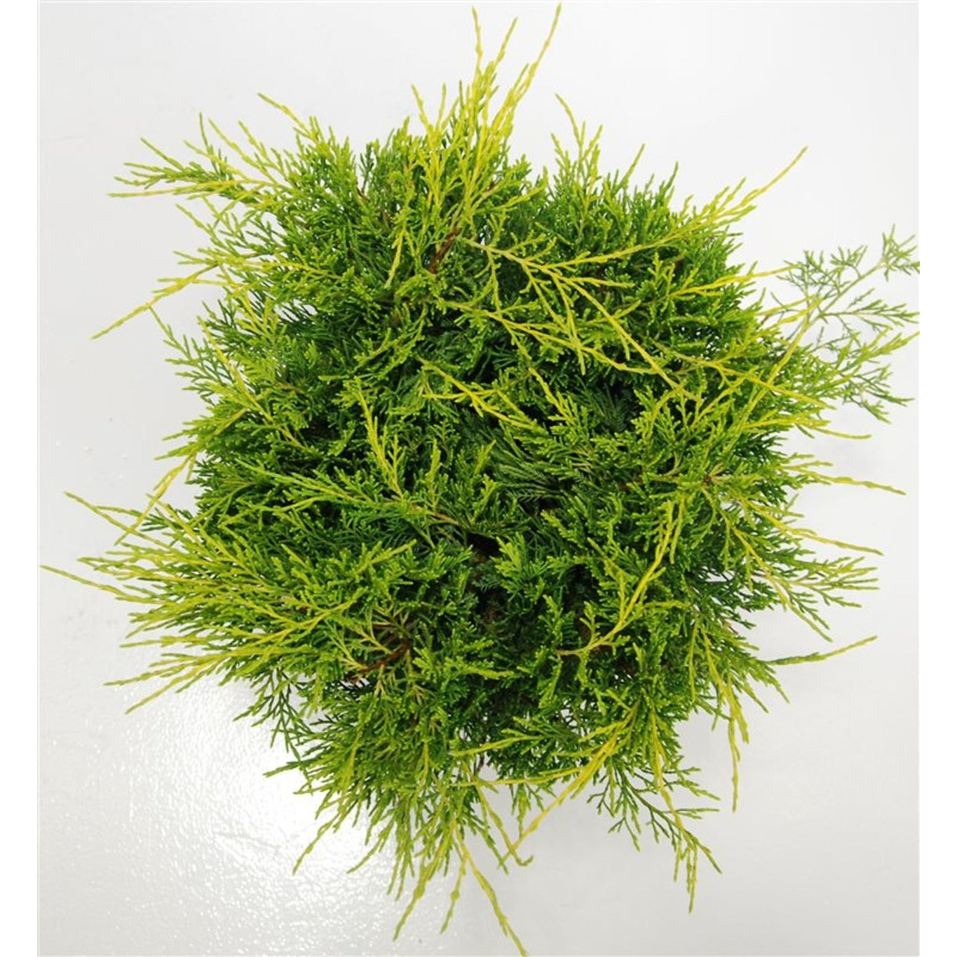 Pfitzer-en – Juniperus pfitzeriana 'Old Gold' - C7.5 40-50 cm.