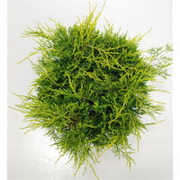 Pfitzer-en – Juniperus pfitzeriana 'Old Gold' - C7.5 40-50 cm.