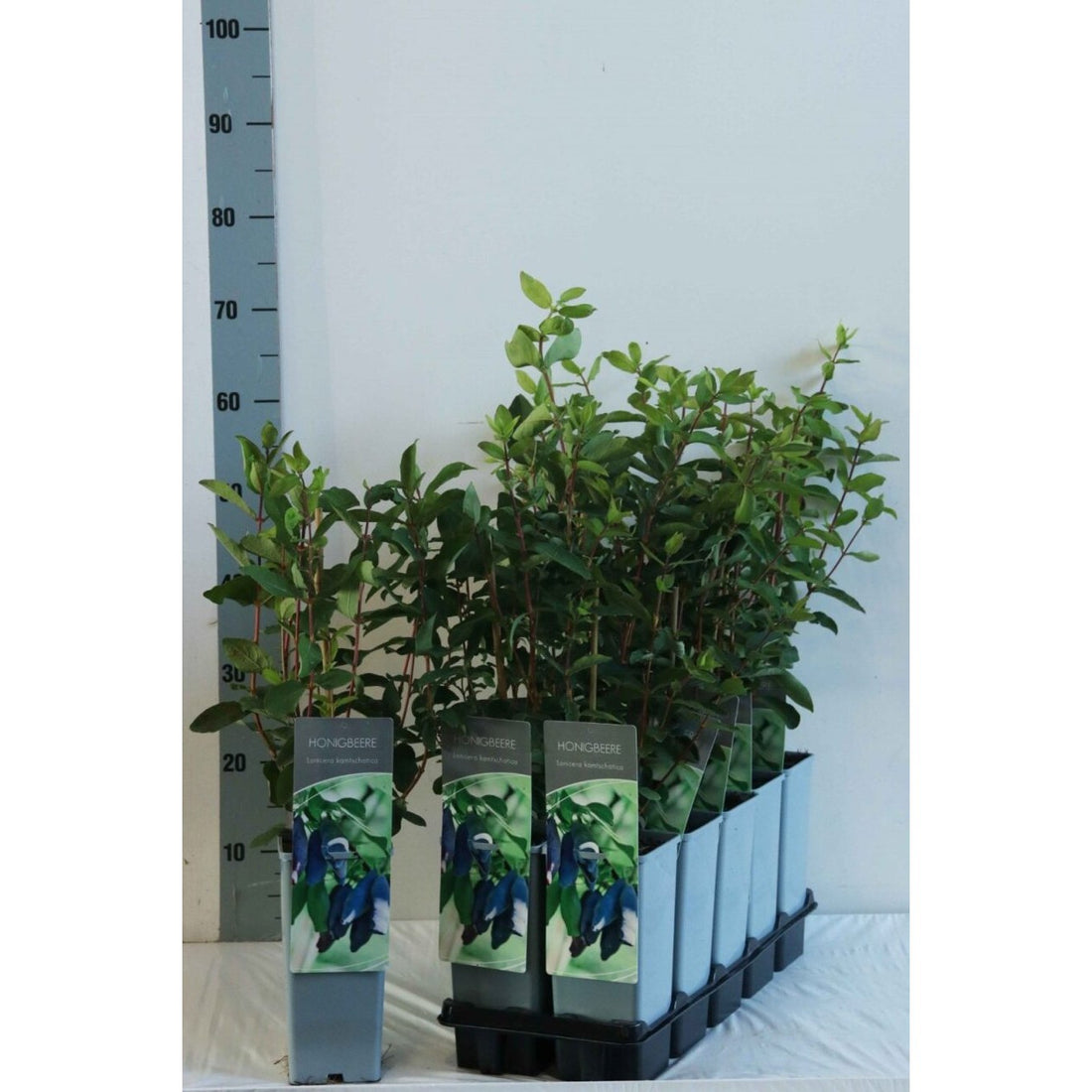 Kaprifol – Lonicera caerulea kamtschatica - C2 30-40 CM
