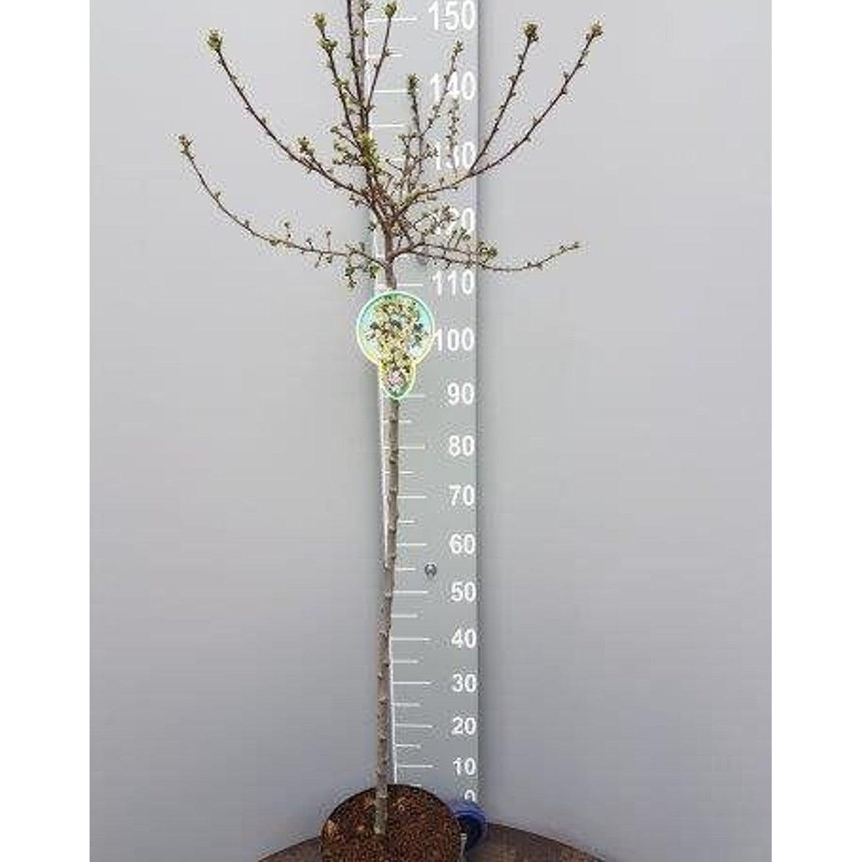 Äpple – Malus toringo 'Tina' - 120 CM Stem C7.5