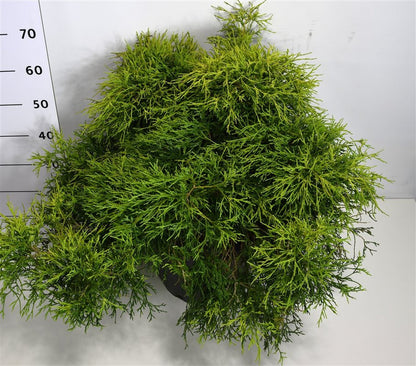 Ädelcypress – Chamaecyparis pisifera &
