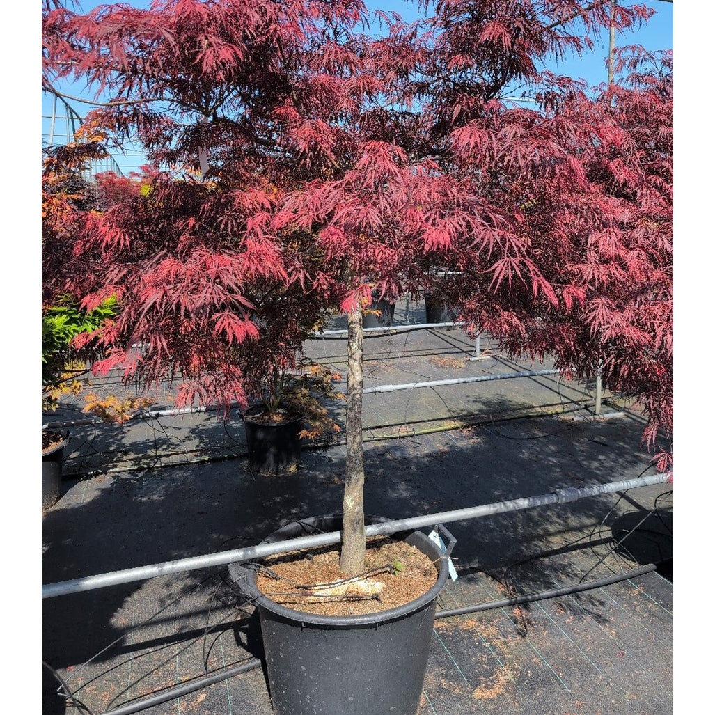 Japansk lönn – Acer pal. 'Tamukeyama' - 100 CM Stem Cont.