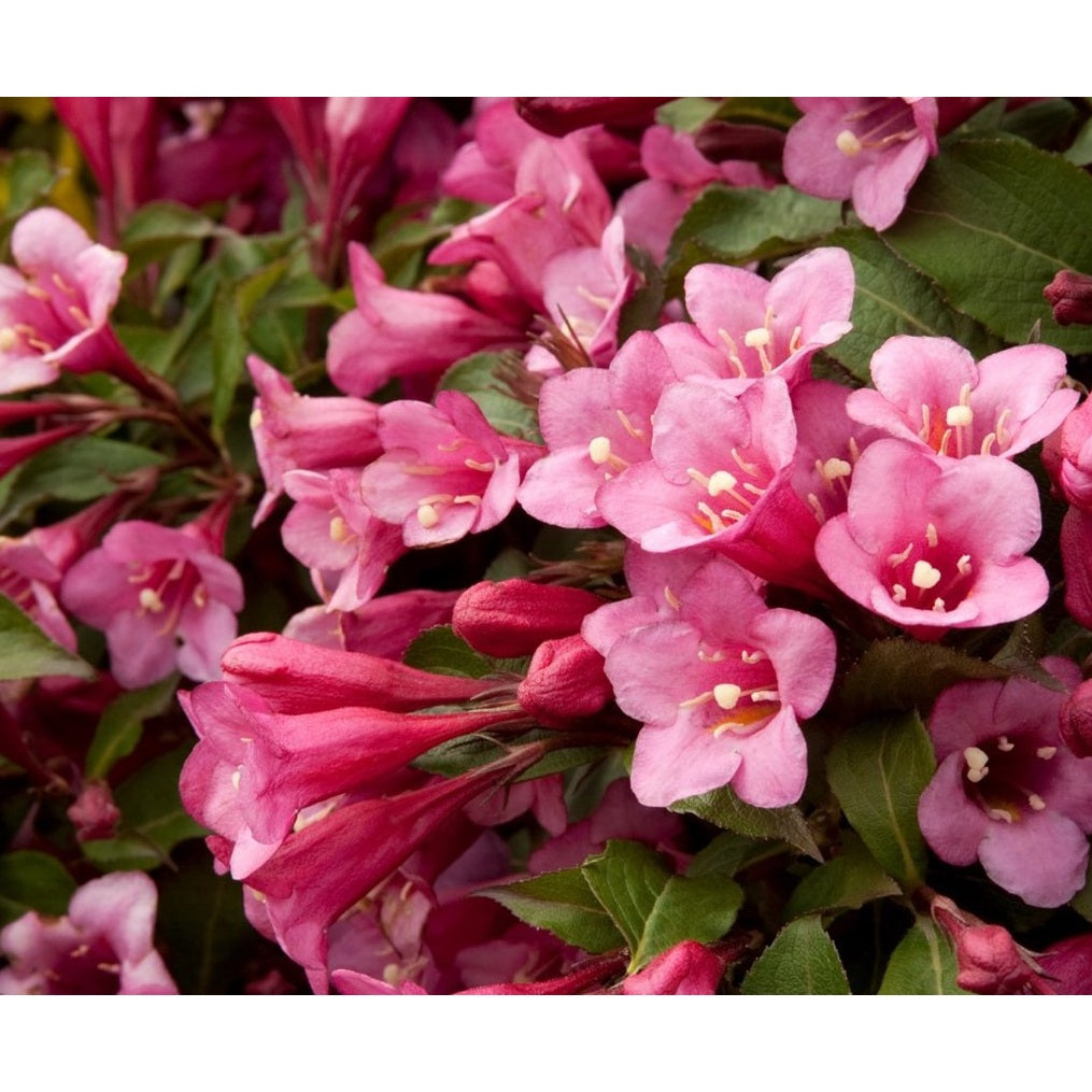 Praktweigela – Weigela 'Minuet' - 90 CM Stem C10