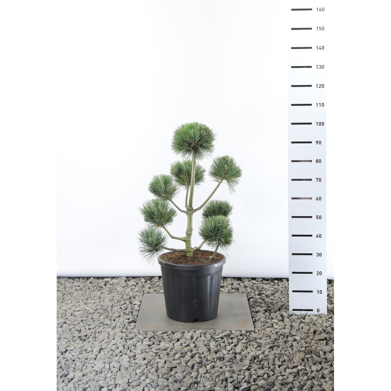 Balkantall – Pinus peuce - 60-80 CM Multiplateau EXTRA in Cont.