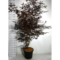 Japansk lönn – Acer palmatum 'Trompenburg' - C35 200-225 cm.