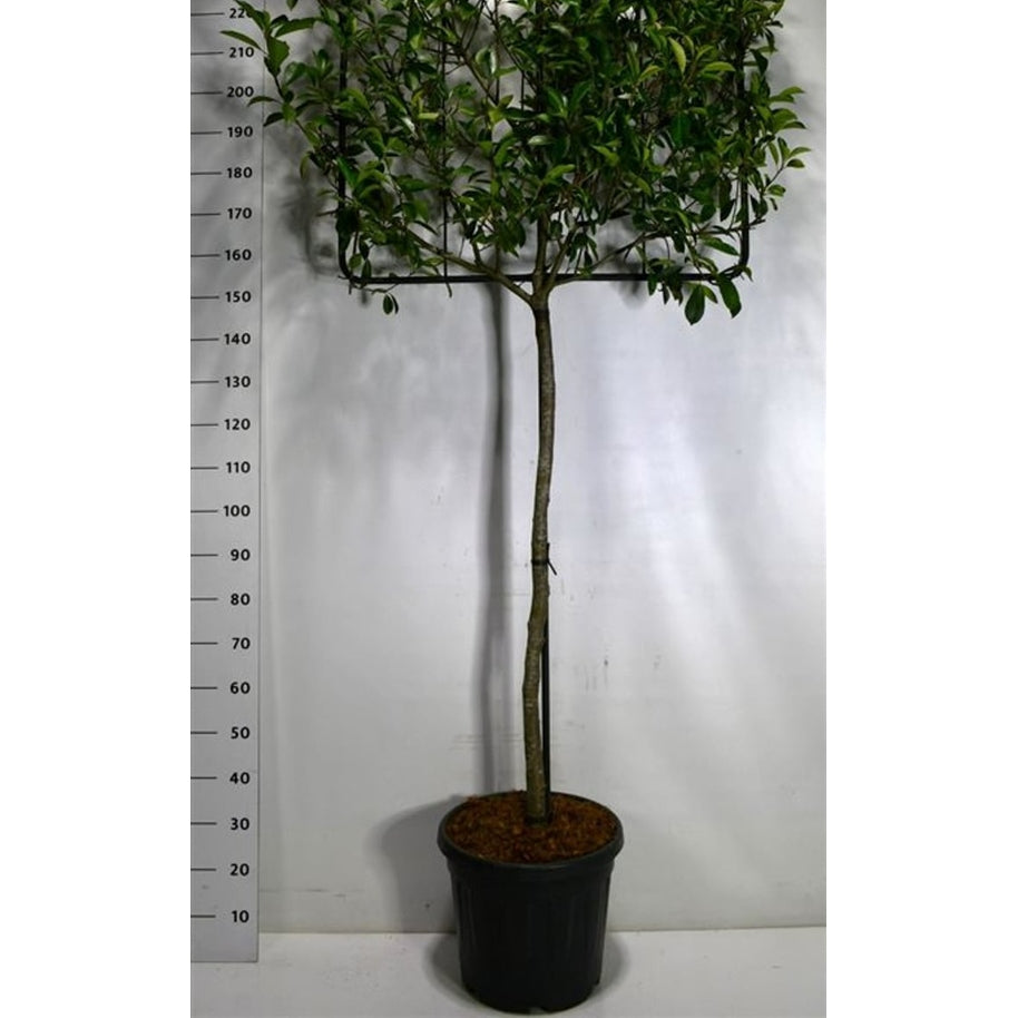 Glansmispel – Photinia fraseri &