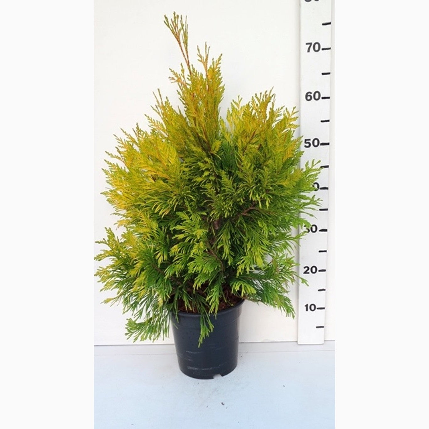Thuja – Thuja plicata '4ever' - C3 40-50 CM