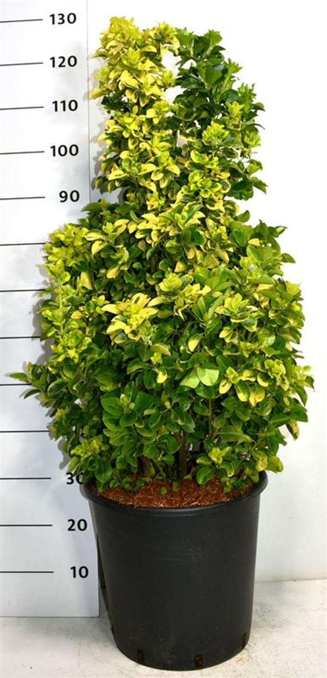 Japansk benved – Euonymus japonicus &