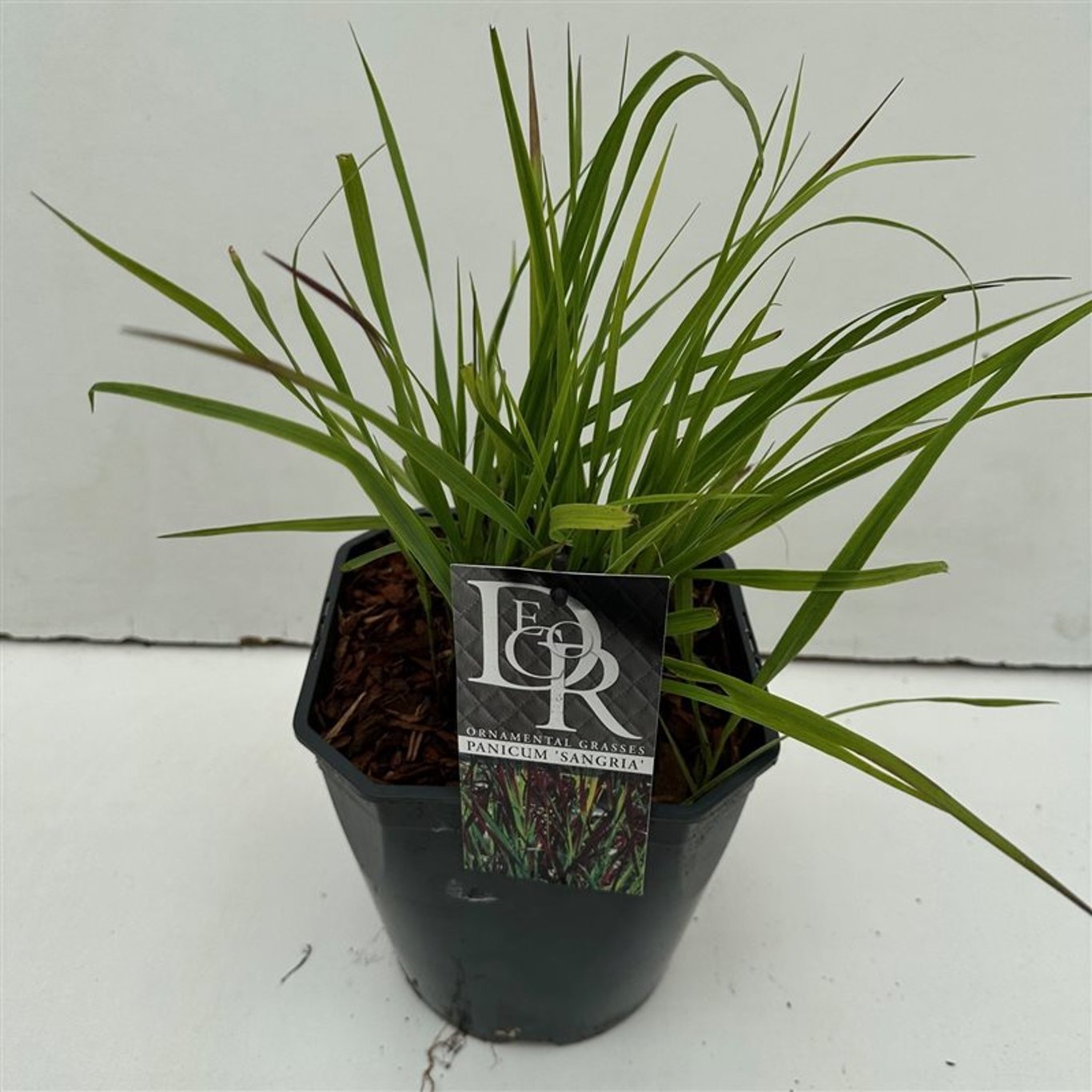 Präriestarr – Panicum virgatum 'Sangria' - C5
