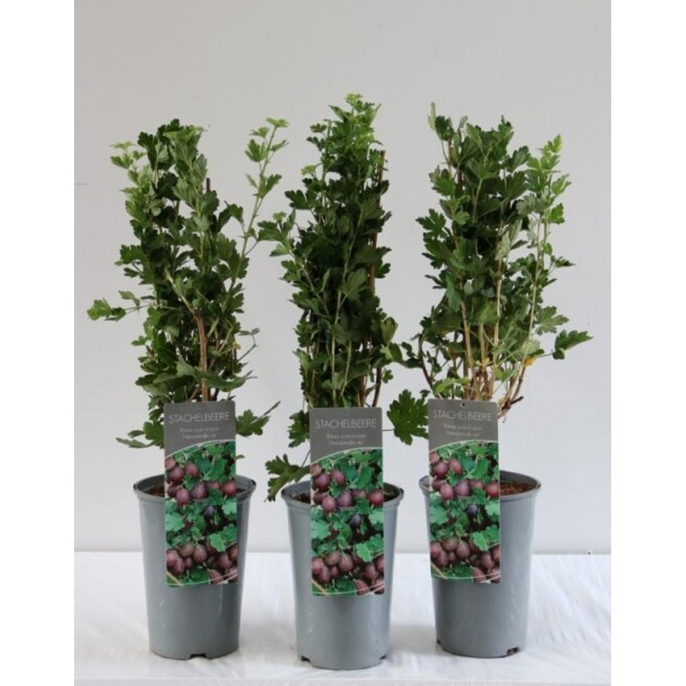 Krusbär – Ribes uva-crispa 'Hinnonmäki Röd' - C3 40-60 CM