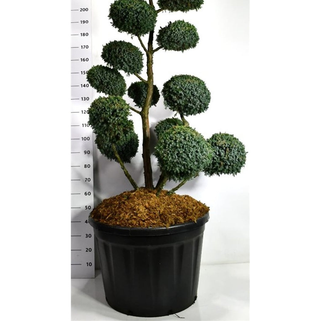 Kinesisk en – Juniperus chinensis 'Blue Alps' - C180 140-160 cm. Bonsai