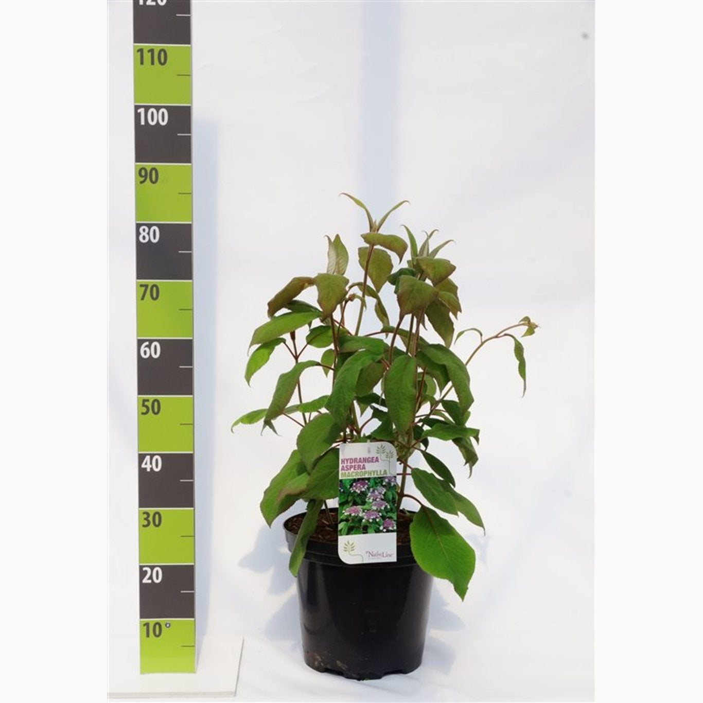 Hortensia – Hydrangea aspera 'Mauvette' - C12 60-80 CM