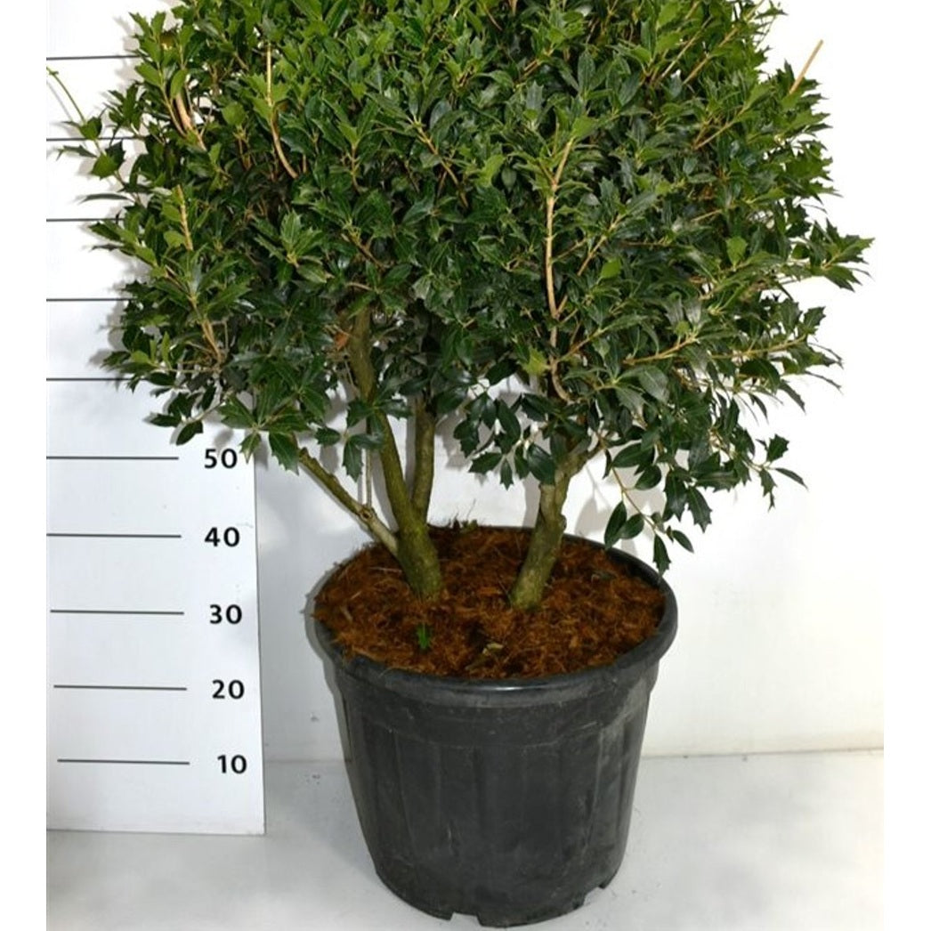 Taggblad – Osmanthus heterophyllus - C35 90-100 cm. Meerstammig