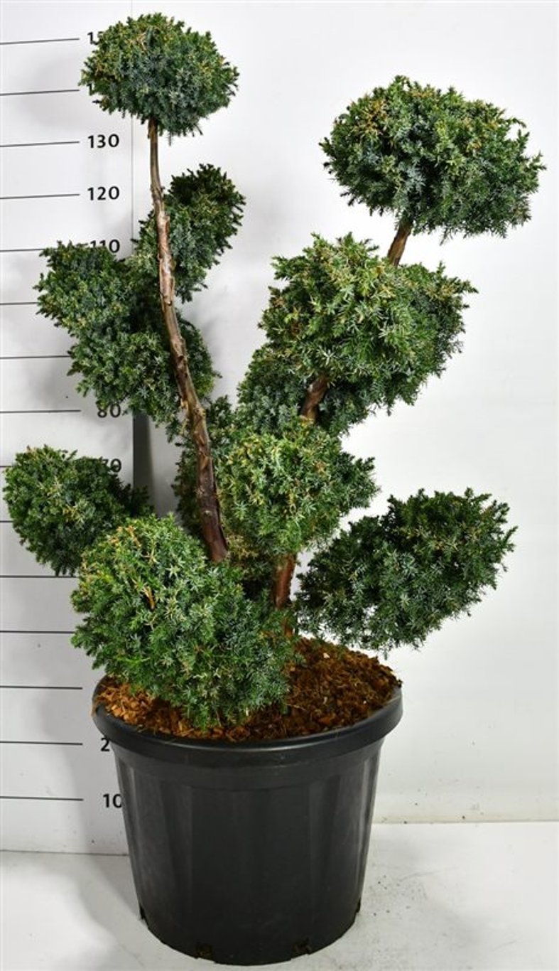 Kinesisk en – Juniperus chinensis &