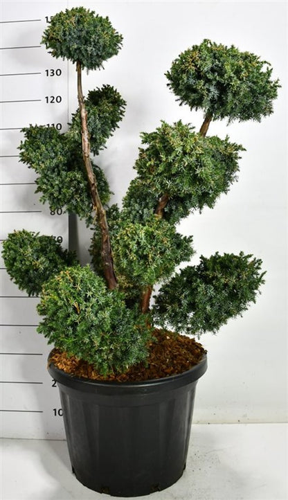 Kinesisk en – Juniperus chinensis &