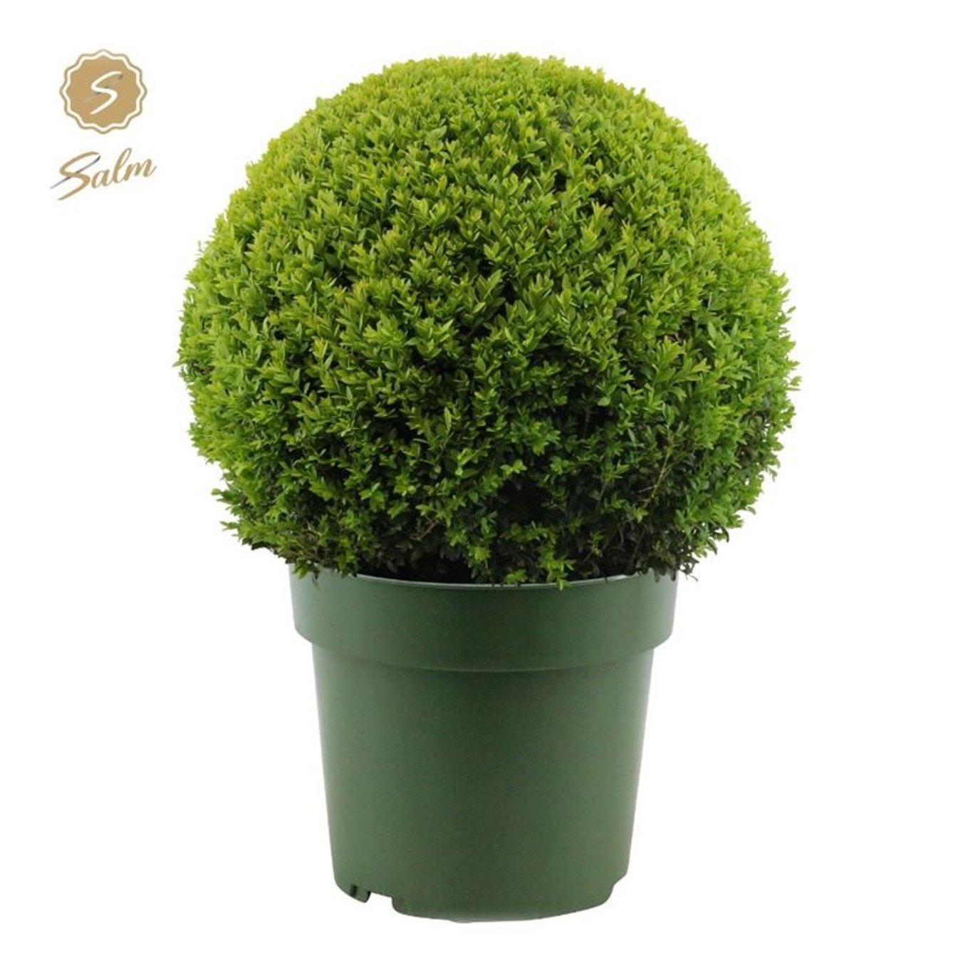 Buxbom – Buxus sempervirens - 50 CM Ball Cont.