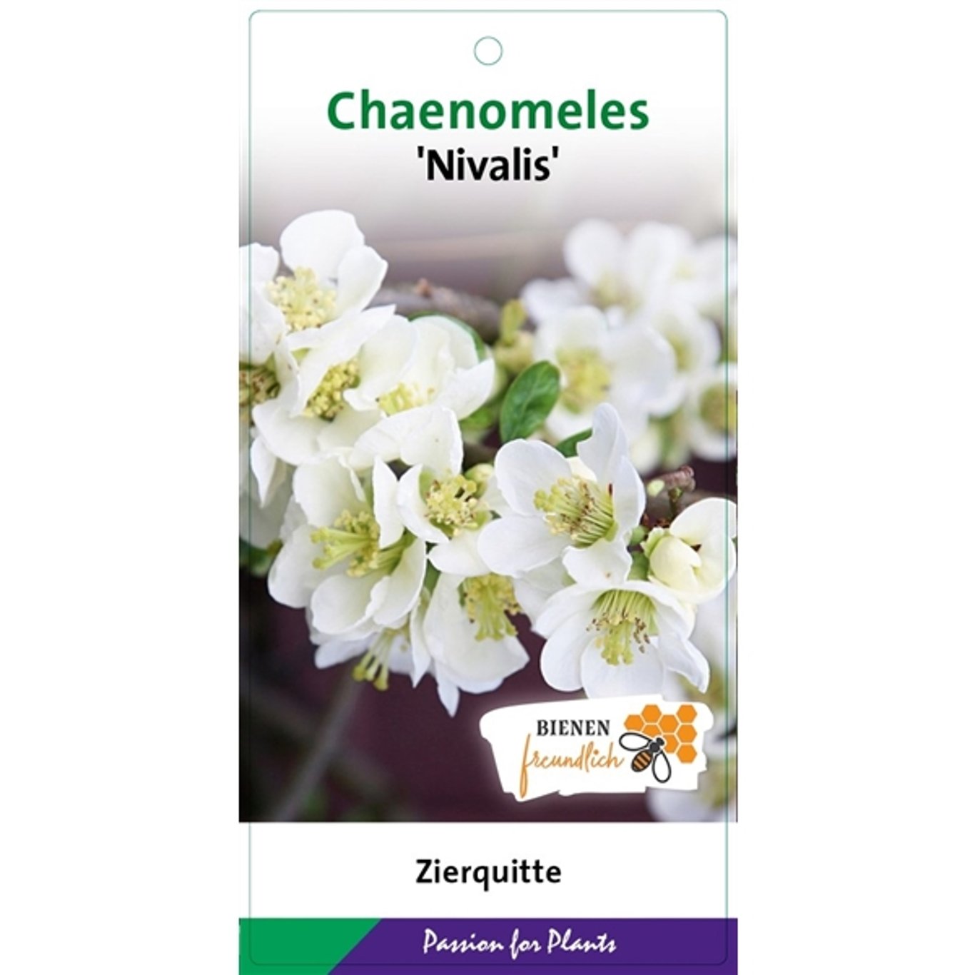 Hybridkvitten – Chaenomeles speciosa 'Nivalis' - C5 40-50 CM