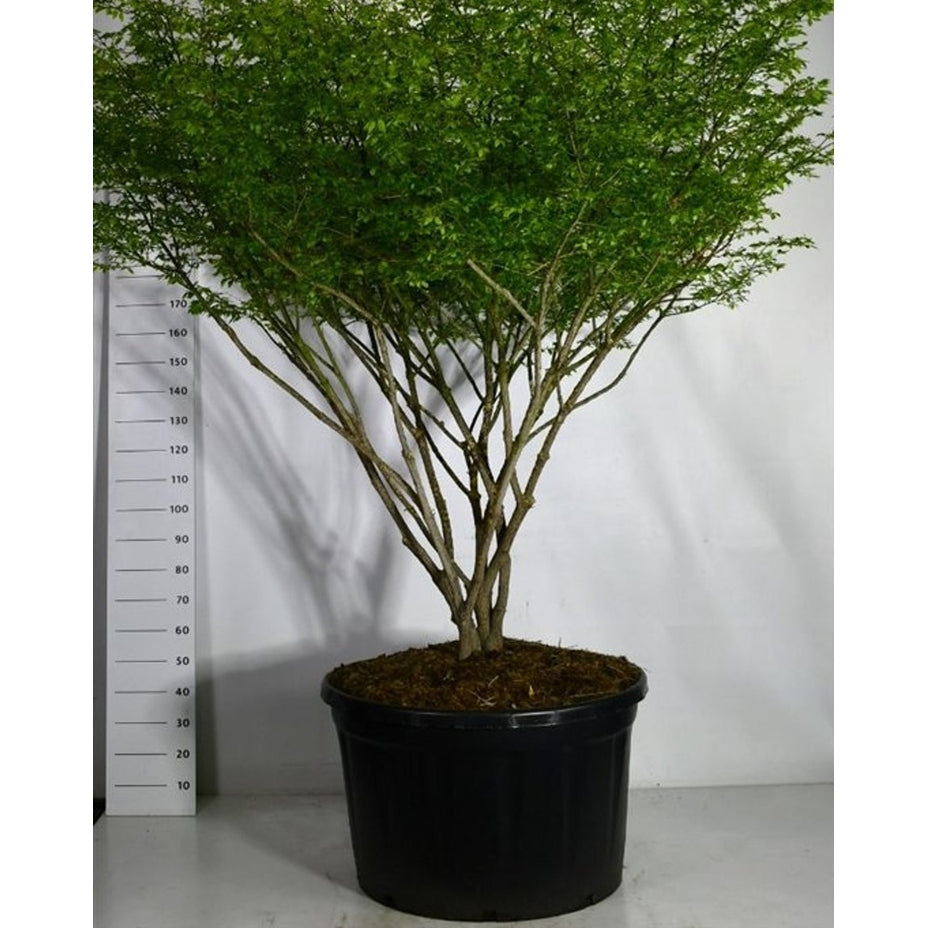 Vingbenved – Euonymus alatus 'Compactus' - C280 175-200 cm. Parasol