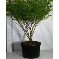 Vingbenved – Euonymus alatus 'Compactus' - C280 175-200 cm. Parasol
