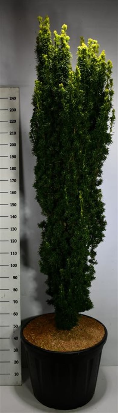 Idegran – Taxus baccata 'Fastigiata Aurea' - C130 300-350 cm. Sol