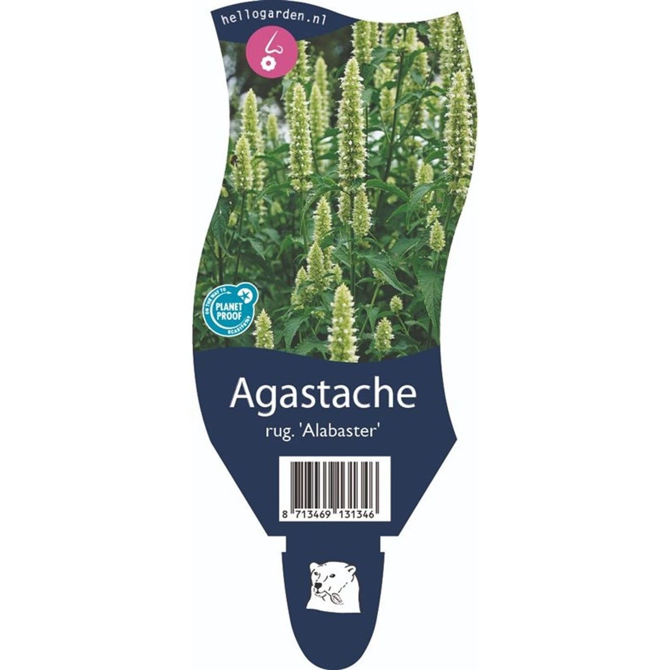 Anisisop – Agastache rugosa 'Alabaster' - P11