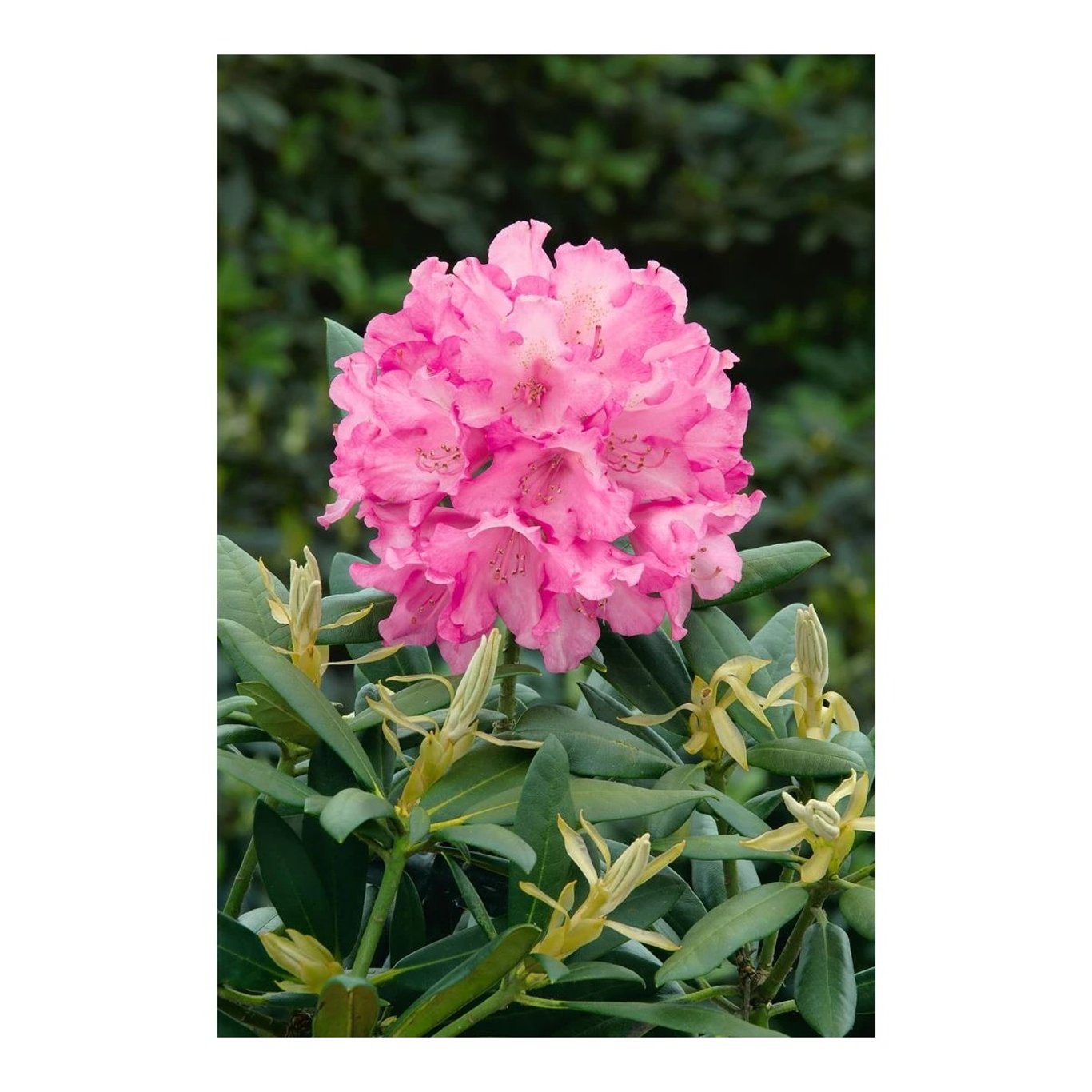 Rhododendron – Rhododendron (Y); 'Kalinka' - C5 30-40 CM