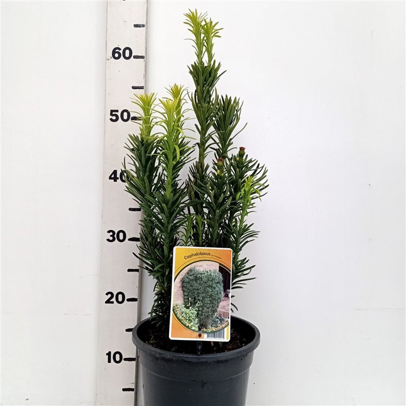Plommonidegran – Cephalotaxus harringtonii 'Fastigiata' - C3 40-50 CM