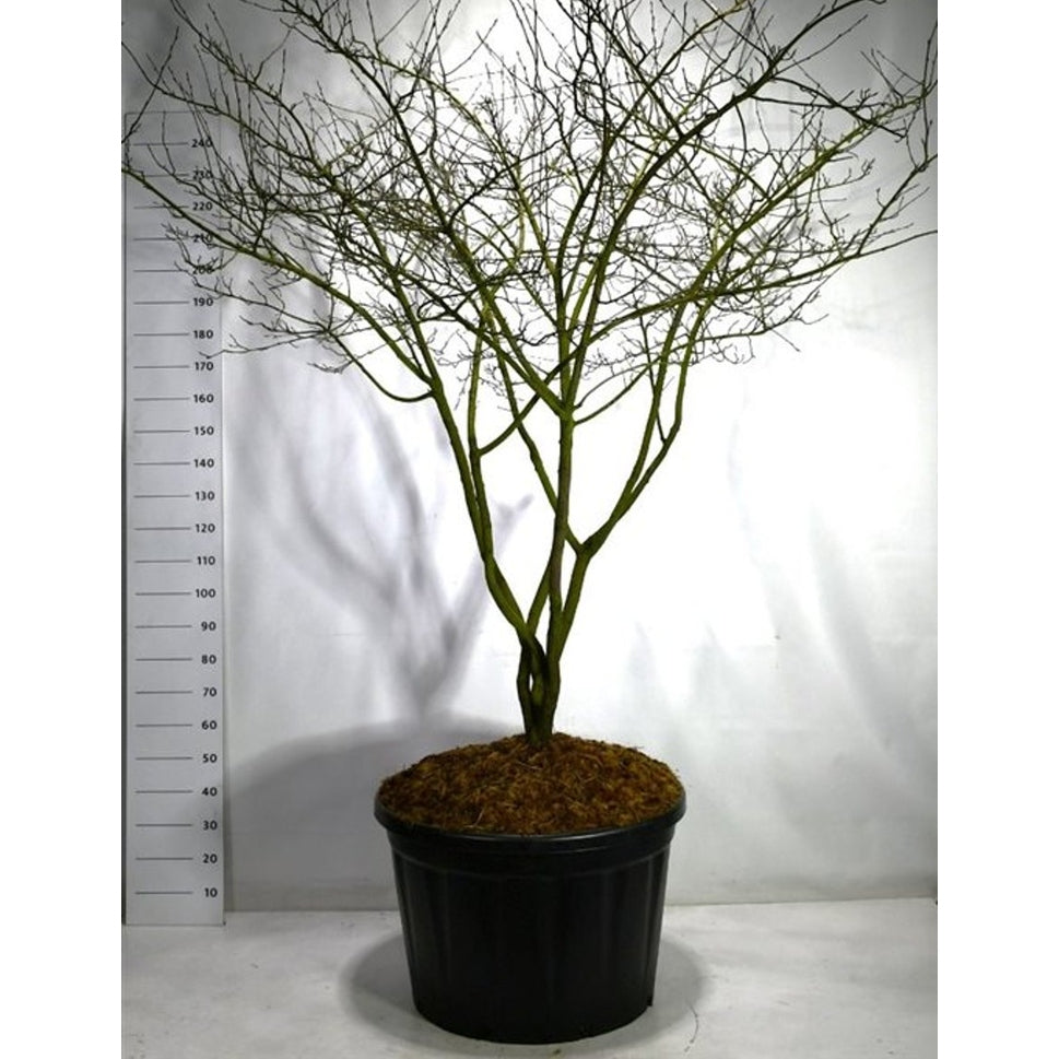 Häggmispel – Amelanchier lamarckii - 200-250 CM Multistem Cont.