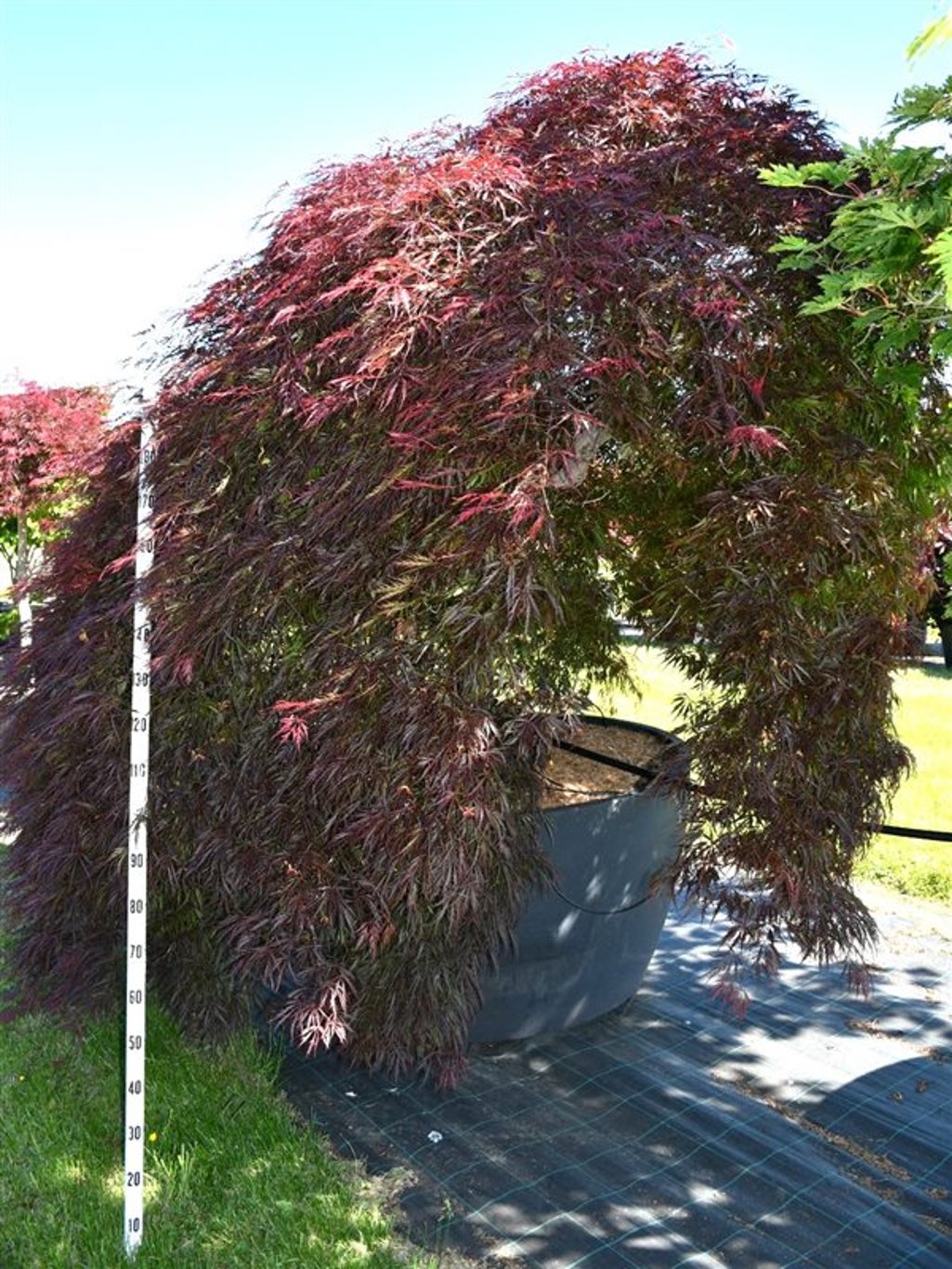 Japansk lönn – Acer palmatum &