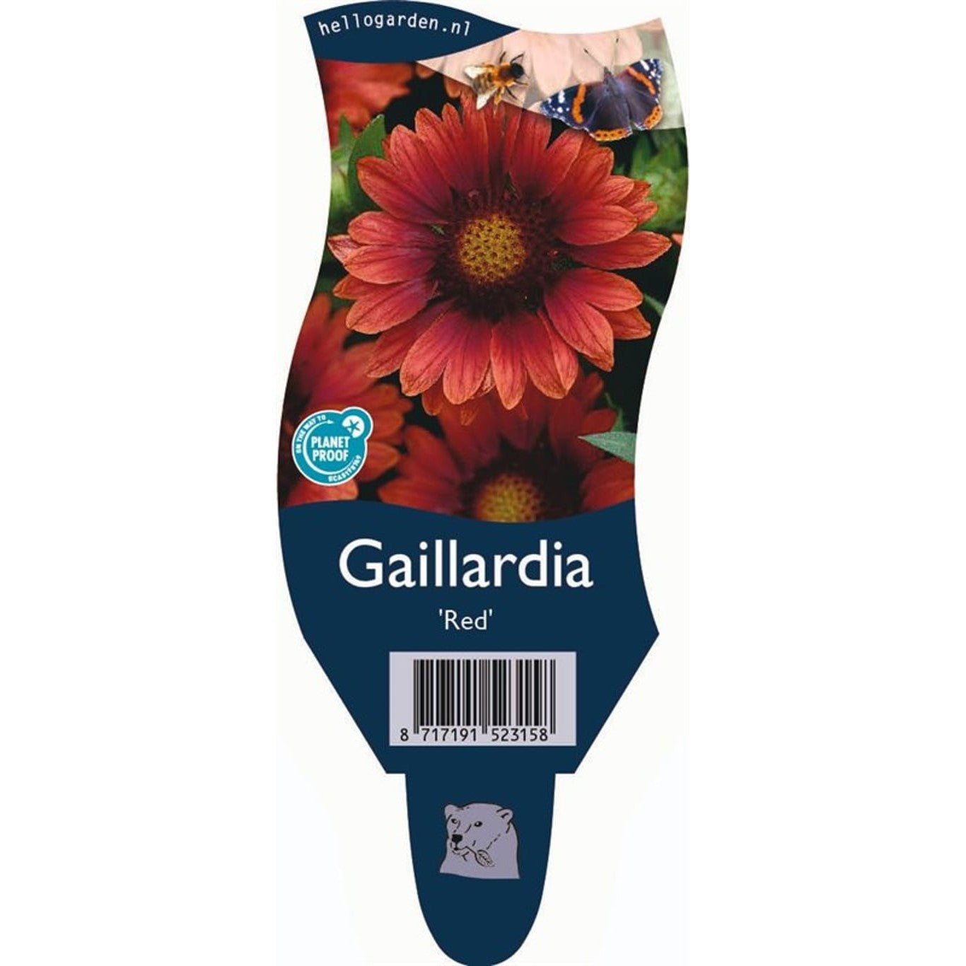 Kokardblomster – Gaillardia 'Red' - P11