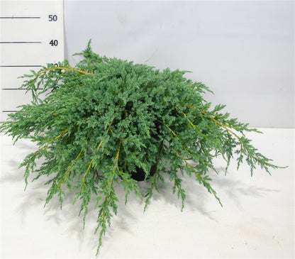 Himalaya-en – Juniperus squamata &