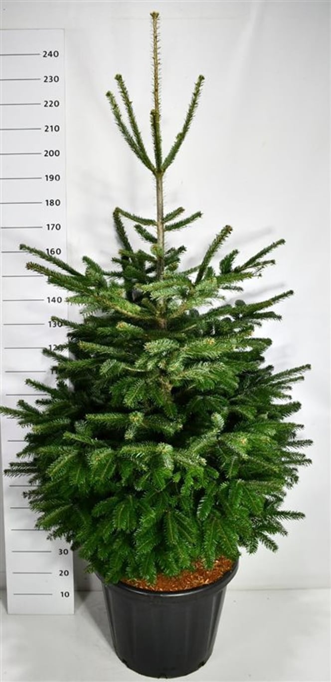 Nordmannsgran – Abies nordmanniana - C80 175-200 cm.