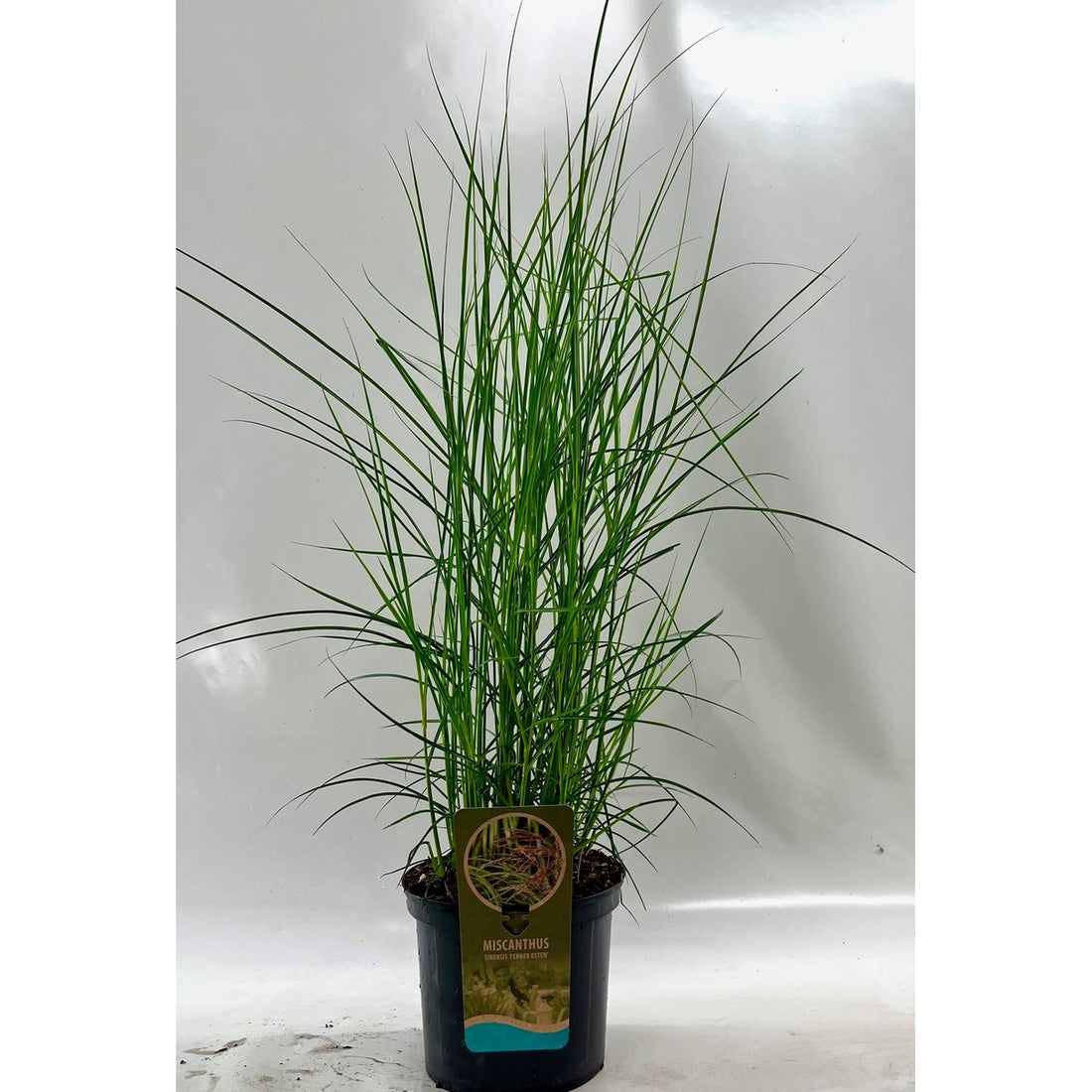 Glansmiskantus – Miscanthus sinensis &
