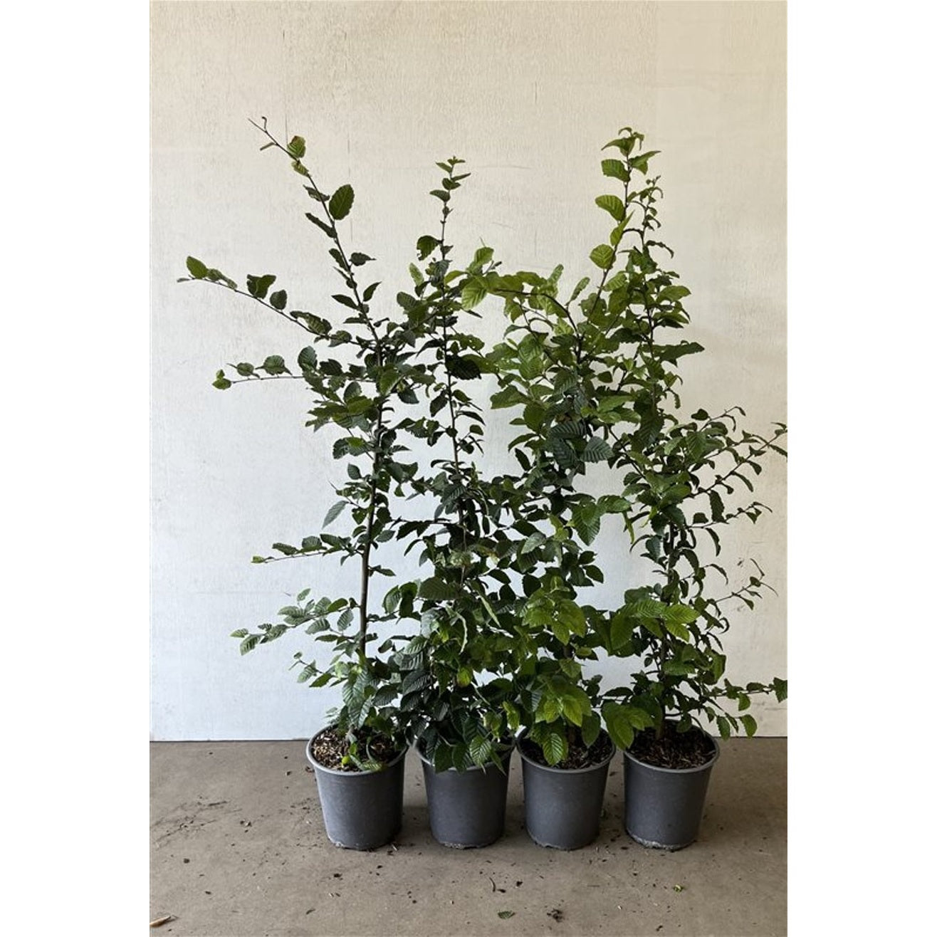 Avenbok – Carpinus betulus - C3.5 80-100 CM